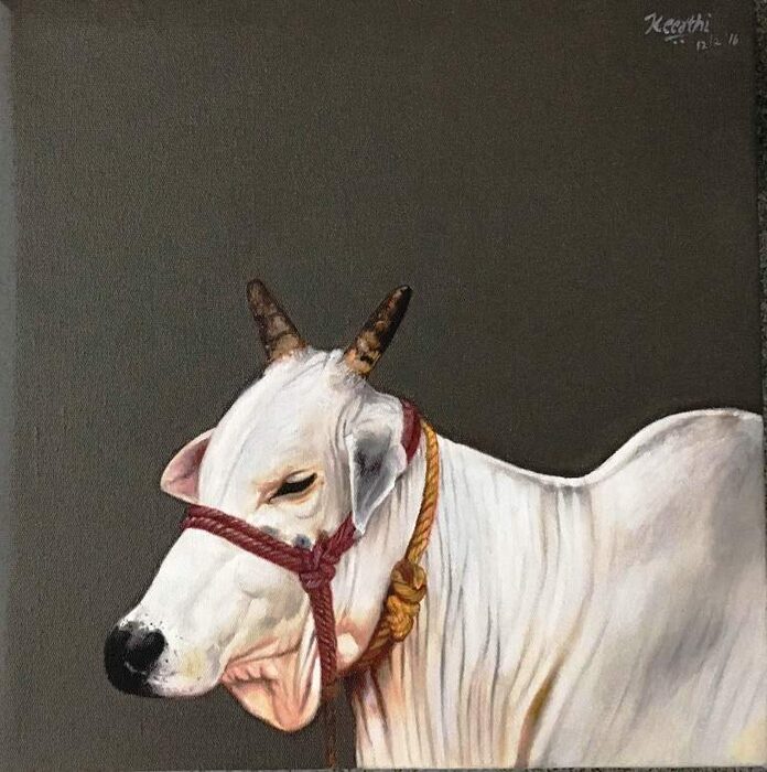 White Zebu with Red Halter, Oil on canvas